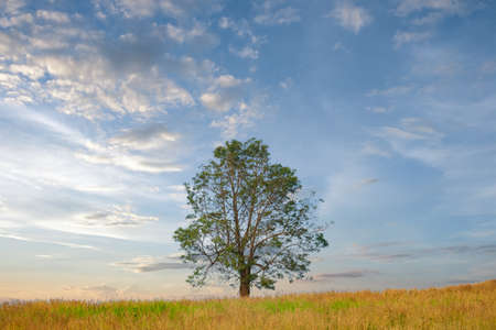 Tree growth in grass land and copy space.tree and blue skyの写真素材