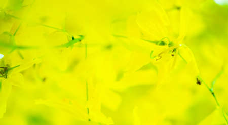Bright colorful blooming bunch of golden yellow iris fistula flowers,selective focus.close upの写真素材