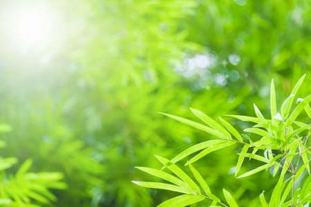 Bamboo green color in nature with copy space. Bamboo leaf and copy space.の写真素材