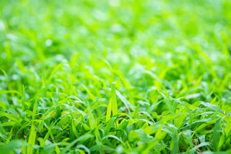 Grass and blur background green color,selective focus.の写真素材