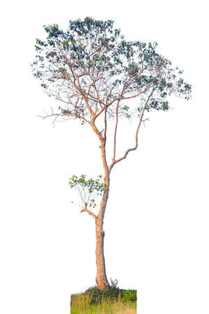Tree in isolated white background with clipping path.の写真素材