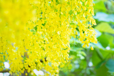 Bright colorful blooming bunch of golden yellow iris fistula flowers,selective focus.の写真素材