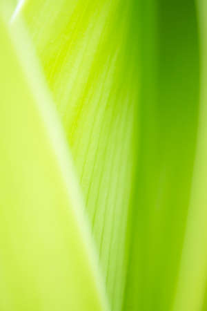 Close up leaves green color and blurred greenery background in nature. spring background cover page greenery environment ecology,selective focusの写真素材