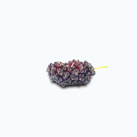 mulberry in isolated with clipping path.の写真素材