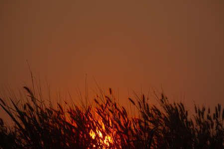 Silhouette of grass in sunset.grass and sunset.copy spaceの写真素材