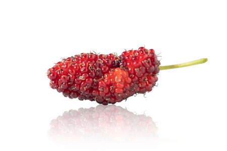 mulberry in isolated with clipping path.の写真素材