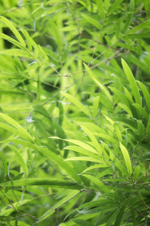 Bamboo green color in nature selective focus.の写真素材
