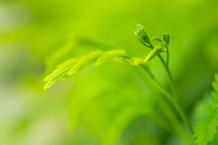 Green leaf and blur background,The leaves are fresh green with copy space,selective focusの写真素材