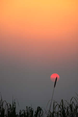 Silhouette of grass in sunset.grass and sunsetの写真素材