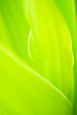 Close up leaves green color and blurred greenery background in nature. spring background cover page greenery environment ecology,selective focusの写真素材