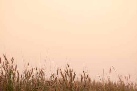 Silhouette of grass in sunset.grass and sunset.copy spaceの写真素材