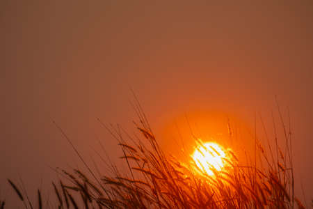 Silhouette of grass in sunset.grass and sunset.copy spaceの写真素材