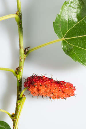 mulberry on white background. red mulberry.berry thailandの写真素材