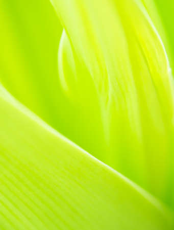 Close up leaves green color and blurred greenery background in nature. spring background cover page greenery environment ecology,selective focusの写真素材