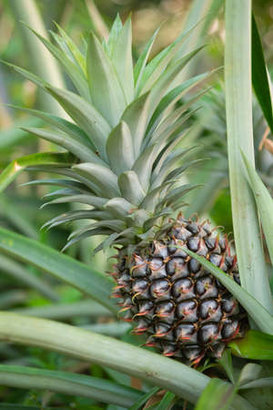 Close up Pine apple in gardenの写真素材