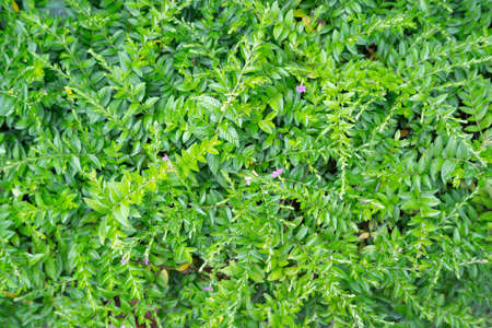 Green leaves background,botany,small leavesの写真素材