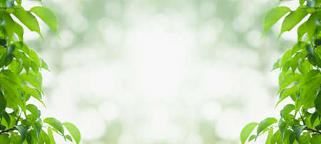 Choose the focus point on the leaf,The leaves are fresh green with copy space.light greenの写真素材