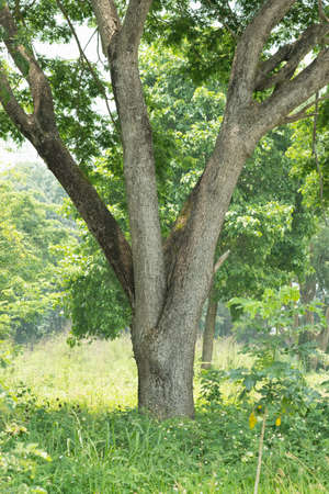 Earth Day concept with tropical forest background, natural sence with canopy tree in the wild.selective focusの写真素材