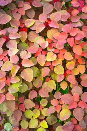 Selective focus botany,bloody leavesの写真素材