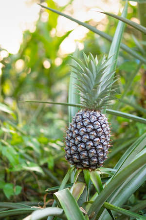 Close up Pine apple in gardenの写真素材