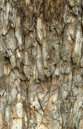 The outer shell of the tree,texture bark.Pattern of bark.の写真素材