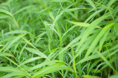 Grass and blur background green color,selective focus.の写真素材