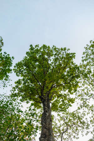 Earth Day concept with tropical forest background, natural sence with canopy tree in the wild.selective focusの写真素材