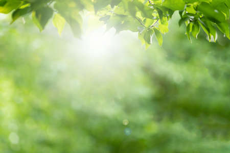 Choose the focus point on the leaf,The leaves are fresh green with copy space.light greenの写真素材