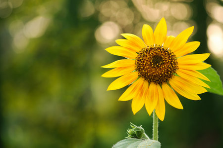 Sun flower and copy spaceの写真素材