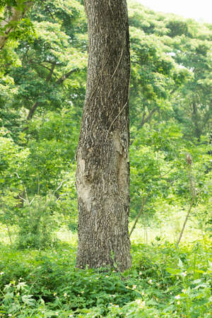 Earth Day concept with tropical forest background, natural sence with canopy tree in the wild.selective focusの写真素材