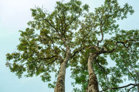 Earth Day concept with tropical forest background, natural sence with canopy tree in the wild.selective focusの写真素材