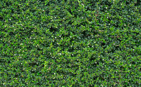 Green leaves background,botany,small leaves,carmona retusaの写真素材
