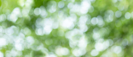 Light of out focus,Blurred background.Bokeh from natural green leavesの写真素材