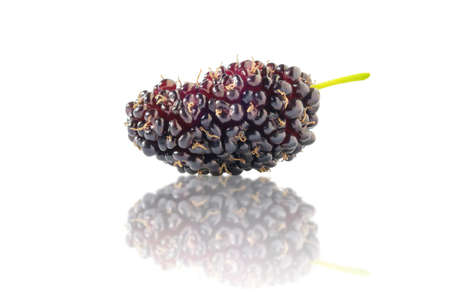 mulberry in isolated with clipping path.の写真素材
