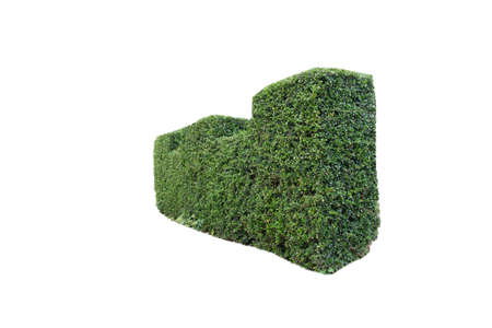 Carmona retusa,Green Leaves Wall on isolated,Objects with Clipping Pathsの写真素材