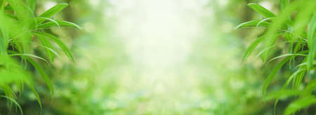 Choose the focus point on the leaf,The leaves are fresh green with copy space.light greenの写真素材