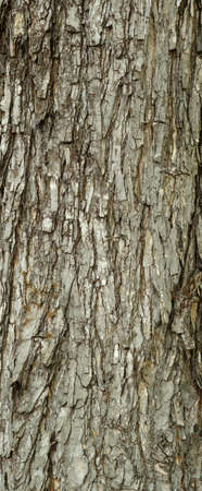 The outer shell of the tree,texture bark.Pattern of bark.の写真素材