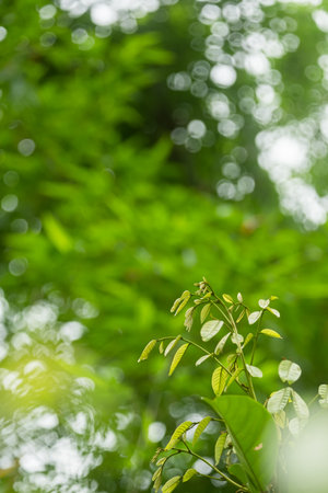 Choose the focus point on the leaf,The leaves are fresh green with copy space.The young shoots of the tree are light green.の写真素材