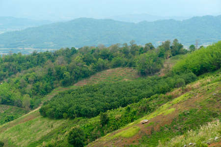 rubber plantation on high mountains.highland agricultureの写真素材