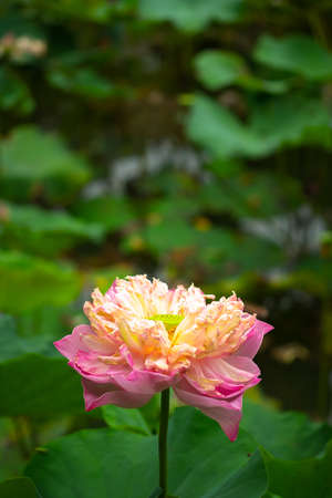 Lotus blooming in nature and copy  spaceの写真素材