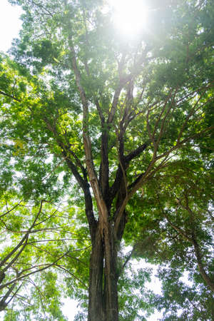 Earth Day concept with tropical forest background, natural sence with canopy tree in the wild.selective focusの写真素材