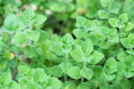 Fresh oregano in the garden.herb in nature.Herbs are used as foodの写真素材