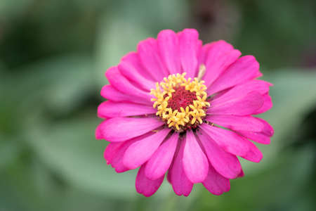 pink flower and fresh in the garden.Flower and copy space.selective focusの写真素材