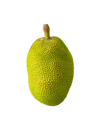 Jackfruit in isolated with clipping path.の写真素材