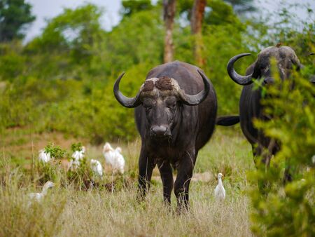 Two male Cape buffalo approaching in Kruger Nationalparkの写真素材