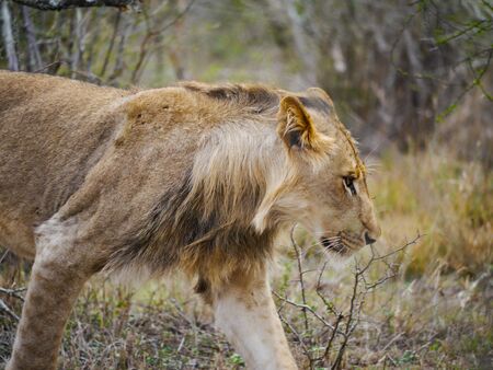 Pride lioness walks through the light bushes in Kruger Nationalparkの写真素材