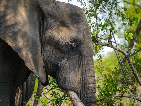 Closeup of an African Elephant in Kruger Nationalparkの写真素材