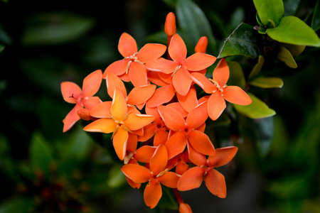 its a beautiful flowers photoの写真素材