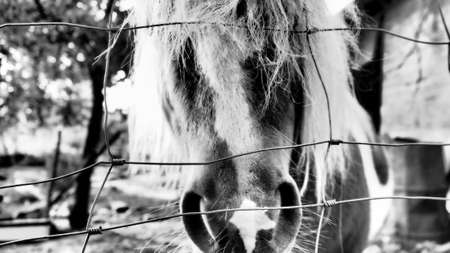 Sweet horse in the paddockの写真素材