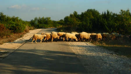 A herd of sheep crosses the streetの写真素材